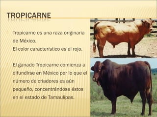    Tropicarne es una raza originaria
    de México.
    El color característico es el rojo.

   El ganado Tropicarne comienza a
    difundirse en México por lo que el
    número de criadores es aún
    pequeño, concentrándose éstos
    en el estado de Tamaulipas.
 