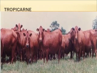 Razas de bovinos para carne