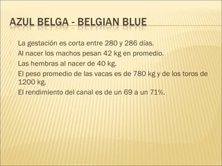    La gestación es corta entre 280 y 286 días.
   Al nacer los machos pesan 42 kg en promedio.
   Las hembras al nacer de 40 kg.
   El peso promedio de las vacas es de 780 kg y de los toros de
    1200 kg.
   El rendimiento del canal es de un 69 a un 71%.
 