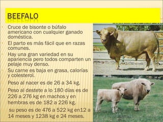 •   Cruce de bisonte o búfalo
    americano con cualquier ganado
    doméstica.
•   El parto es más fácil que en razas
    comunes.
•   Hay una gran variedad en su
    apariencia pero todos comparten un
    pelaje muy denso.
•   Su carne es baja en grasa, calorías
    y colesterol.
   Peso al nacer es de 26 a 34 kg.
   Peso al destete a lo 180 días es de
    226 a 276 kg en machos y en
    hembras es de 182 a 226 kg.
    su peso es de 476 a 522 kg en12 a
    14 meses y 1238 kg e 24 meses.
 