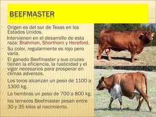 •    Origen es del sur de Texas en los
     Estados Unidos.
    Intervienen en el desarrollo de esta
     raza: Brahman, Shorthorn y Hereford.
•    Su color, regularmente es rojo pero
     varía.
•    El ganado Beefmaster y sus cruzas
     tienen la eficiencia, la rusticidad y el
     vigor necesarios para prosperar en
     climas adversos.
    Los toros alcanzan un peso de 1100 a
     1300 kg.
    La hembras un peso de 700 a 800 kg.
    los terneros Beefmaster pesan entre
     30 y 35 kilos al nacimiento.
 