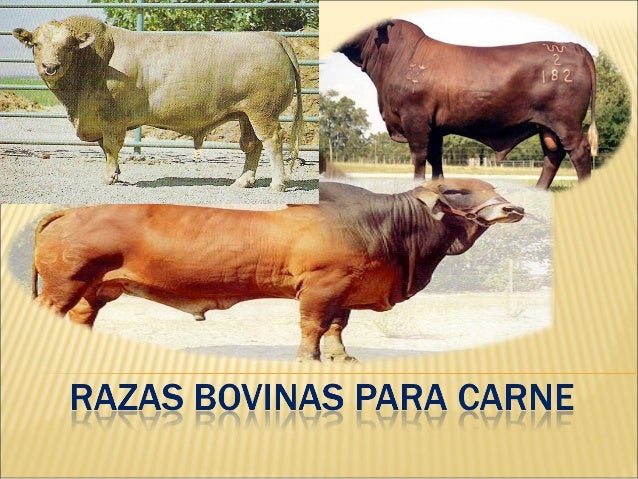 Las 10 mejores razas de ganado de carne
