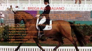 BREGA AUSTRALIANO
• Para trabajar con ganado, el caballo de brega australiano debe ser ágil y rápido, y
además ser capaz de tolerar una vida bastante frugal. Por todo esto, tienden a ser
caballos duros, enjutos, compactos, veloces y capaces de girar muy rápido.
•
• ... Su temperamento sensible y generoso los convierte en ideales para el trabajo duro
y el entrenamiento.
• CARACTERÍSTICAS:
• Rasgos refinados aunque el tipo varía
• tercio anterior ligero
• dorso y cuartos traseros fuertes
• buenas extremidades
• gran capacidad de resistencia
 