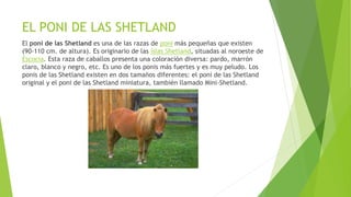EL PONI DE LAS SHETLAND
El poni de las Shetland es una de las razas de poni más pequeñas que existen
(90-110 cm. de altura). Es originario de las islas Shetland, situadas al noroeste de
Escocia. Esta raza de caballos presenta una coloración diversa: pardo, marrón
claro, blanco y negro, etc. Es uno de los ponis más fuertes y es muy peludo. Los
ponis de las Shetland existen en dos tamaños diferentes: el poni de las Shetland
original y el poni de las Shetland miniatura, también llamado Mini-Shetland.
 