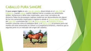 CABALLO PURA SANGRE
El pura sangre inglés es una raza de caballos desarrollada en el siglo XVIII en
Inglaterra, cuando yeguas madres inglesas fueron cruzadas con sementales
árabes, berberiscos y akhal teke importados, para crear corredores de
distancia.Todos los purasangres ingleses modernos son descendientes de alguno
de los tres sementales importados a Inglaterra desde el Oriente Medio a finales
del siglo XVII y principios del XVIII: el Harley Arabian, el Godolphin Arabian,
también conocido como el Goldophin Barb, y el Byerly Turk (la primera parte del
nombre de estos sementales se refiere a su propietario británico, mientras que la
segunda parte es un indicador del origen del caballo).
 