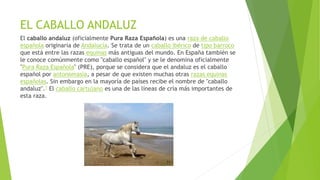 EL CABALLO ANDALUZ
El caballo andaluz (oficialmente Pura Raza Española) es una raza de caballo
española originaria de Andalucía. Se trata de un caballo ibérico de tipo barroco
que está entre las razas equinas más antiguas del mundo. En España también se
le conoce comúnmente como "caballo español" y se le denomina oficialmente
"Pura Raza Española" (PRE), porque se considera que el andaluz es el caballo
español por antonomasia, a pesar de que existen muchas otras razas equinas
españolas. Sin embargo en la mayoría de países recibe el nombre de "caballo
andaluz".1 El caballo cartujano es una de las líneas de cría más importantes de
esta raza.
 
