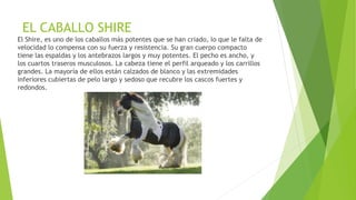 EL CABALLO SHIRE
El Shire, es uno de los caballos más potentes que se han criado, lo que le falta de
velocidad lo compensa con su fuerza y resistencia. Su gran cuerpo compacto
tiene las espaldas y los antebrazos largos y muy potentes. El pecho es ancho, y
los cuartos traseros musculosos. La cabeza tiene el perfil arqueado y los carrillos
grandes. La mayoría de ellos están calzados de blanco y las extremidades
inferiores cubiertas de pelo largo y sedoso que recubre los cascos fuertes y
redondos.
 
