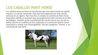 LOS CABALLOS PAINT HORSE
Los caballos American Paint se caracterizan por una conformación de caballo
vaquero y un pelaje manchado. Este tipo está asegurado por unas normas
estrictas en el registro. Para inscribir un caballo en la American Paint Horse
Association (APHA) es necesario que los progenitores estén inscritos en el libro
genealógico. También existe la posibilidad de inscribir potros con uno de los
padres inscrito en la APHA y el otro registrado en la American Quarter Horse
Association o Jockey Club (Thoroughbred). Hay dos categorías: "normal" y "no-
manchado de raza Paint".
 
