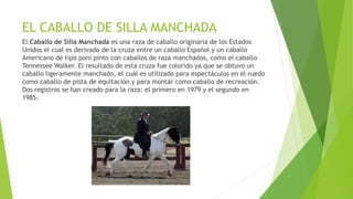 EL CABALLO DE SILLA MANCHADA
El Caballo de Silla Manchada es una raza de caballo originaria de los Estados
Unidos el cual es derivado de la cruza entre un caballo Español y un caballo
Americano de tipo poni pinto con caballos de raza manchados, como el caballo
Tennessee Walker. El resultado de esta cruza fue colorido ya que se obtuvo un
caballo ligeramente manchado, el cuál es utilizado para espectáculos en el ruedo
como caballo de pista de equitación y para montar como caballo de recreación.
Dos registros se han creado para la raza: el primero en 1979 y el segundo en
1985.
 