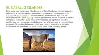EL CABALLO ISLANDÉS
Es la única raza indígena de Islandia, pero se fue difundiendo en muchas partes
del mundo, y también existen poblaciones considerables en otras partes de
Europa y de Norte América. En Islandia se usa en las labores agrícolas, en
muestras equinas, en la hípica y también para el consumo de su carne. El caballo
islandés es resistente y sufre pocas enfermedades. La legislación islandesa
prohíbe que los ejemplares exportados regresen a la isla, para prevenir posibles
contagios. Tiene además la característica de conocer dos maneras de andar
suplementarias además de las tradicionales paso, trote, canter y galope.
 