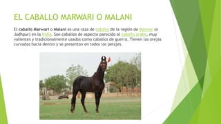 EL CABALLO MARWARI O MALANI
El caballo Marwari o Malani es una raza de caballo de la región de Marwar (o
Jodhpur) en la India. Son caballos de aspecto parecido al caballo árabe, muy
valientes y tradicionalmente usados como caballos de guerra. Tienen las orejas
curvadas hacia dentro y se presentan en todos los pelajes.
 