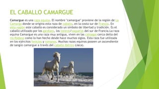EL CABALLO CAMARGUE
Camargue es una raza equina. El nombre "camargue" proviene de la región de La
Camarga donde se origina esta raza de caballo, en la costa sur de Francia. En
esta región este caballo es considerado un símbolo de libertad y tradición. Es el
caballo utilizado por los gardians, los toreros/vaqueros del sur de Francia.La raza
equina Camargue es una raza muy antigua, viven en las ciénagas cerca delta del
río Ródano como lo han hecho desde hace muchos siglos. Esta raza fue utilizada
en los ejércitos fenicios y romanos. Muchas razas equinas poseen un ascendiente
de sangre camargue a través del caballo ibérico (Jaca).
 