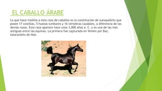 EL CABALLO ÁRABE
Lo que hace insólita a esta raza de caballos es la constitución de suesqueleto que
posee 17 costillas, 5 huesos lumbares y 16 vértebras caudales, a diferencia de las
demás razas. Esta raza aparece hace unos 3,000 años a. C. y es una de las más
antiguas entre las equinas. La primera fue capturada en Yemen por Baz,
tataranieto de Noé.
 