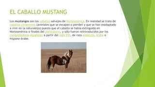 EL CABALLO MUSTANG
Los mustangos son los caballos salvajes de Norteamérica. En realidad se trata de
caballos cimarrones (animales que se escapan o pierden y que se han readaptado
a vivir en la naturaleza) puesto que el caballo se había extinguido en
Norteamérica a finales del pleistoceno, y sólo fueron reintroducidos por los
conquistadores españoles a partir del siglo XVI, de raza andaluza, árabe o
hispano-árabe.
 