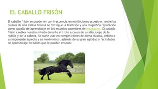 EL CABALLO FRISÓN
El caballo frisón se puede ver con frecuencia en exhibiciones ecuestres, entre los
calares de una calesa frisona se distingue la tradición y una magnífica reputación
como caballo de aprendizaje en las escuelas superiores de equitación. El caballo
frisón cautiva nuestra mirada durante el trote a causa de su alto juego de la
rodilla y de la cabeza. Se suele usar en competiciones de doma clásica, debido a
su imponente aspecto y su movimiento, además de su gran agilidad y facilidades
de aprendizaje en bailes que le puedan enseñar.
 