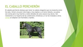 EL CABALLO PERCHERÓN
El caballo percherón destaca por tener la cabeza elegante que se ensancha entre
los ojos, tienen una gran cola larga y muy espesa y un torso robusto, sus patas
son cortas pero muy fuertes y están dotadas de unos cascos muy duros. Son
resistentes a la mayoría de las condiciones climáticas y si se les traslada a otros
climas se adaptan con facilidad y rapidez.
 
