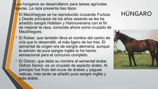 HÚNGARO
Los húngaros se desarrollaron para tareas agrícolas
ligeras. La raza presenta tres tipos:
• El Mezöhegyes se ha reproducido cruzando Furioso
y Desde principios de los años sesenta se les ha
añadido sangre Holstein y Hannoveriana con el fin
de mejorar la raza, conocida ahora como cruzado de
Mezöhegyes.
• El Kisber, que también lleva el nombre del centro de
cría que lo desarrolló, el más ligero de los tres. El
semental de origen era de sangre alemana, aunque
la adición de pura sangre inglés lo ha hecho
sensacional para el concurso completo.
• El Gidran, que debe su nombre al semental árabe
Gidran Senior, es un cruzado de aspecto árabe. Al
principio fue fruto del cruce de árabes y yeguas
nativas, más tarde se añadió pura sangre inglés y
más árabe.
 