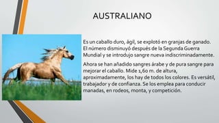 AUSTRALIANO
Es un caballo duro, ágil, se explotó en granjas de ganado.
El número disminuyó después de la Segunda Guerra
Mundial y se introdujo sangre nueva indiscriminadamente.
Ahora se han añadido sangres árabe y de pura sangre para
mejorar el caballo. Mide 1,60 m. de altura,
aproximadamente, los hay de todos los colores. Es versátil,
trabajador y de confianza. Se los emplea para conducir
manadas, en rodeos, monta, y competición.
 