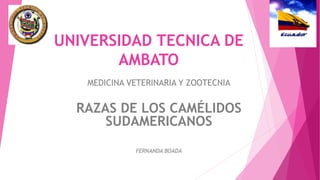 UNIVERSIDAD TECNICA DE
AMBATO
MEDICINA VETERINARIA Y ZOOTECNIA

RAZAS DE LOS CAMÉLIDOS
SUDAMERICANOS
FERNANDA BOADA

 