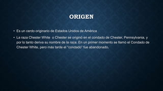 ORIGEN
• Es un cerdo originario de Estados Unidos de América
• La raza Chester White o Chester se originó en el condado de Chester, Pennsylvania, y
por lo tanto deriva su nombre de la raza. En un primer momento se llamó el Condado de
Chester White, pero más tarde el “condado” fue abandonado.
 