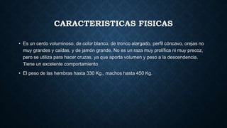 CARACTERISTICAS FISICAS
• Es un cerdo voluminoso, de color blanco, de tronco alargado, perfil cóncavo, orejas no
muy grandes y caídas, y de jamón grande. No es un raza muy prolífica ni muy precoz,
pero se utiliza para hacer cruzas, ya que aporta volumen y peso a la descendencia.
Tiene un excelente comportamiento
• El peso de las hembras hasta 330 Kg., machos hasta 450 Kg.
 