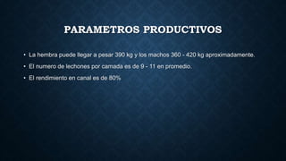 PARAMETROS PRODUCTIVOS
• La hembra puede llegar a pesar 390 kg y los machos 360 - 420 kg aproximadamente.
• El numero de lechones por camada es de 9 - 11 en promedio.
• El rendimiento en canal es de 80%
 
