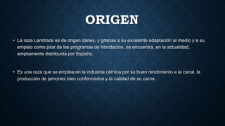 ORIGEN
• La raza Landrace es de origen danés, y gracias a su excelente adaptación al medio y a su
empleo como pilar de los programas de hibridación, se encuentra, en la actualidad,
ampliamente distribuida por España.
• Es una raza que se emplea en la industria cárnica por su buen rendimiento a la canal, la
producción de jamones bien conformados y la calidad de su carne.
 