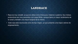LANDRACE
• Raza es muy versátil, ya que se utiliza como línea pura, materna o paterna. Sus índices
productivos son muy parecidos a la Large White, aunque tiene un mayor rendimiento de
la canal y también una mayor longitud de la misma.
• Está raza está reconocida como de tipo magro, ya que presenta unos bajos valores de
engrasamiento.
 