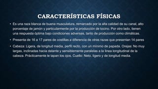 CARACTERÍSTICAS FÍSICAS
• Es una raza blanca de buena musculatura, remarcado por la alta calidad de su canal, alto
porcentaje de jamón y particularmente por la producción de tocino. Por otro lado, tienen
una respuesta óptima bajo condiciones adversas, tanto de producción como climáticas.
• Presenta de 16 a 17 pares de costillas a diferencia de otras razas que presentan 14 pares
• Cabeza: Ligera, de longitud media, perfil recto, con un mínimo de papada. Orejas: No muy
largas, inclinadas hacia delante y sensiblemente paralelas a la linea longitudinal de la
cabeza. Prácticamente le tapan los ojos. Cuello: Neto, ligero y de longitud media.
 