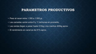 PARAMETROS PRODUCTIVOS
• Peso al nacer entre 1.300 a 1.500 gr.
• Las camadas varían entre 9 y 11 lechones en promedio.
• Las cerdas llegan a pesar hasta 310kg y los machos 400kg aprox.
• El rendimiento en canal es de 81% aprox.
 