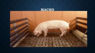 MACHO
 