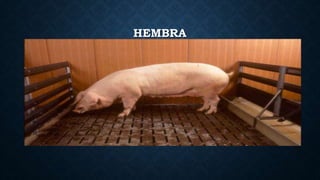 HEMBRA
 