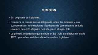 ORIGEN
• Es originaria de Inglaterra.
• Esta raza es quizás la mas antigua de todas las actuales y aun,
cuando existen informaciones fidedignas de que existiese en Italia
una raza de cerdos fajados definida ya en el siglo XIII
• La primera importación que se hizo en EE . UU se efectuó en el año
1825, procediendo del condado Hampshire Inglaterra
 