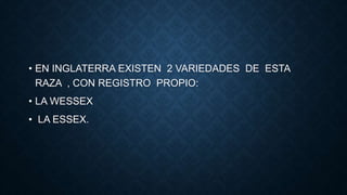 • EN INGLATERRA EXISTEN 2 VARIEDADES DE ESTA
RAZA , CON REGISTRO PROPIO:
• LA WESSEX
• LA ESSEX.
 