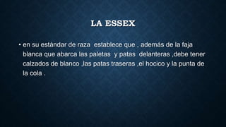 LA ESSEX
• en su estándar de raza establece que , además de la faja
blanca que abarca las paletas y patas delanteras ,debe tener
calzados de blanco ,las patas traseras ,el hocico y la punta de
la cola .
 