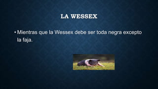 LA WESSEX
• Mientras que la Wessex debe ser toda negra excepto
la faja.
 