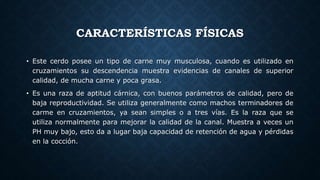 CARACTERÍSTICAS FÍSICAS
• Este cerdo posee un tipo de carne muy musculosa, cuando es utilizado en
cruzamientos su descendencia muestra evidencias de canales de superior
calidad, de mucha carne y poca grasa.
• Es una raza de aptitud cárnica, con buenos parámetros de calidad, pero de
baja reproductividad. Se utiliza generalmente como machos terminadores de
carme en cruzamientos, ya sean simples o a tres vías. Es la raza que se
utiliza normalmente para mejorar la calidad de la canal. Muestra a veces un
PH muy bajo, esto da a lugar baja capacidad de retención de agua y pérdidas
en la cocción.
 