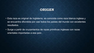 ORIGEN
• Esta raza es original de Inglaterra, es conocida como raza blanca inglesa y
se encuentra difundida por casi todos los países del mundo con excelentes
resultados.
• Surge a partir de cruzamientos de razas primitivas inglesas con razas
orientales importadas a ese país .
 