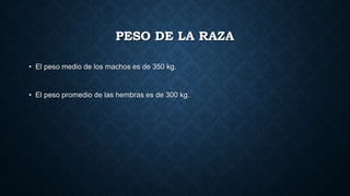 PESO DE LA RAZA
• El peso medio de los machos es de 350 kg.
• El peso promedio de las hembras es de 300 kg.
 