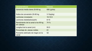 RENDIMIENTO DE LA CARNE
características Valores
Ganancia media diaria 20-90 kg 695 (g/día)
Índice de conversión 20-90 kg 3.1(kg/kg)
Lechones vivos/parto 10-10.5
Lechones destetados/parto 8-10
Rendimiento de la canal a los 90 kg
sin cabeza
74 %
Longitud de la canal (cm) 93.5
Porcentaje de piezas nobles 61
Porciento estimado de magro en la
canal
52
 