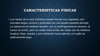CARACTERISTICAS FISICAS
• Los cerdos de la raza Yorkshire poseen formas muy regulares, son
animales largos, anchos y profundos con una alzada bastante elevada.
La cabeza es de mediano tamaño, con un perfil ligeramente cóncavo, el
hocico es ancho, pero no vuelto hacia arriba, las orejas son de mediana
longitud, finas, erectas y con inclinación hacia delante y el cuello es
relativamente largo.
 