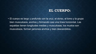 EL CUERPO:
• El cuerpo es largo y profundo con la cruz, el dorso, el lomo y la grupa
bien musculosos, anchos y formando casi una línea horizontal. Las
espaldas tienen longitudes medias y musculosas; los muslos son
musculosos, forman jamones anchos y bien descendidos.
 
