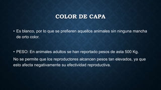 COLOR DE CAPA
• Es blanco, por lo que se prefieren aquellos animales sin ninguna mancha
de orto color.
• PESO: En animales adultos se han reportado pesos de asta 500 Kg.
No se permite que los reproductores alcancen pesos tan elevados, ya que
esto afecta negativamente su efectividad reproductiva.
 