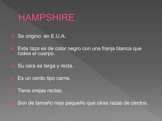  Se origino en E.U.A.
 Esta raza es de color negro con una franja blanca que
rodea el cuerpo.
 Su cara es larga y recta.
 Es un cerdo tipo carne.
 Tiene orejas rectas.
 Son de tamaño mas pequeño que otras razas de cerdos.
 