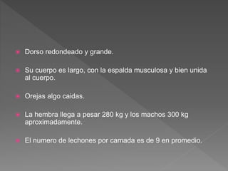  Dorso redondeado y grande.
 Su cuerpo es largo, con la espalda musculosa y bien unida
al cuerpo.
 Orejas algo caidas.
 La hembra llega a pesar 280 kg y los machos 300 kg
aproximadamente.
 El numero de lechones por camada es de 9 en promedio.
 