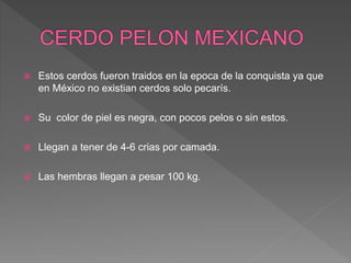  Estos cerdos fueron traidos en la epoca de la conquista ya que
en México no existian cerdos solo pecarís.
 Su color de piel es negra, con pocos pelos o sin estos.
 Llegan a tener de 4-6 crias por camada.
 Las hembras llegan a pesar 100 kg.
 