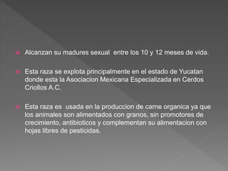  Alcanzan su madures sexual entre los 10 y 12 meses de vida.
 Esta raza se explota principalmente en el estado de Yucatan
donde esta la Asociacion Mexicana Especializada en Cerdos
Criollos A.C.
 Esta raza es usada en la produccion de carne organica ya que
los animales son alimentados con granos, sin promotores de
crecimiento, antibioticos y complementan su alimentacion con
hojas libres de pesticidas.
 