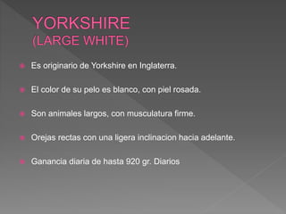  Es originario de Yorkshire en Inglaterra.
 El color de su pelo es blanco, con piel rosada.
 Son animales largos, con musculatura firme.
 Orejas rectas con una ligera inclinacion hacia adelante.
 Ganancia diaria de hasta 920 gr. Diarios
 