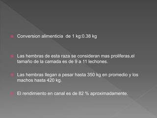  Conversion alimenticia de 1 kg:0.38 kg
 Las hembras de esta raza se consideran mas proliferas,el
tamaño de la camada es de 9 a 11 lechones.
 Las hembras llegan a pesar hasta 350 kg en promedio y los
machos hasta 420 kg.
 El rendimiento en canal es de 82 % aproximadamente.
 