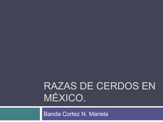 RAZAS DE CERDOS EN
MÉXICO.
Banda Cortez N. Mariela
 